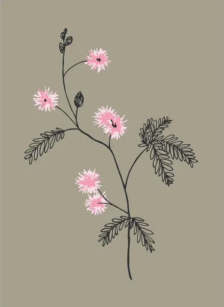 Розовый Цветущий Mimosa Pudica Векторная Иллюстрация — стоковый вектор