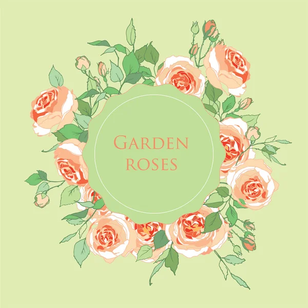 花园玫瑰 花园里的夏日花 卷曲玫瑰 — 图库矢量图片