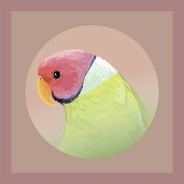 Variedad Loro Anillado Mascota Pájaro Colores Brillantes — Archivo Imágenes Vectoriales