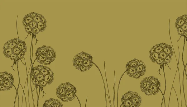 Fleurs Scabiosa Sèches Illustration Vectorielle — Image vectorielle