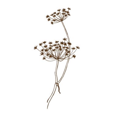 Kuru Heraklesum çiçekler, vektör illüstrasyon