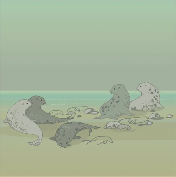 Хутряні Тюлені Березі Океану Морські Тварини Графіці Група Плямистих Тюленів — стоковий вектор