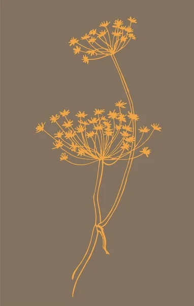 Dry Heracleum Flowers Vector Illustration — Stock Vector