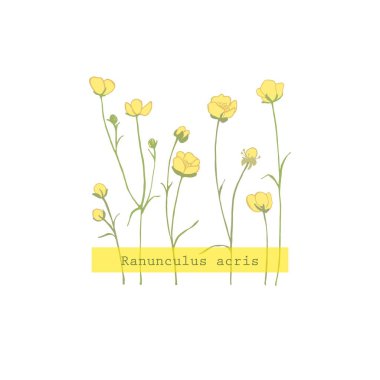 Ranunculus acris. Sarı kır çiçekleri. Küçük çiçek açan oyuz. Botanik illüstrasyon. Bitki bitkisi.