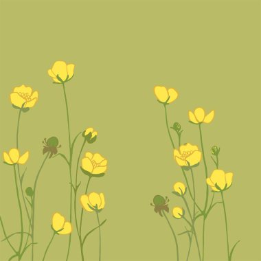 Ranunculus acris. Sarı kır çiçekleri. Küçük çiçek açan oyuz. Botanik illüstrasyon. Bitki bitkisi.