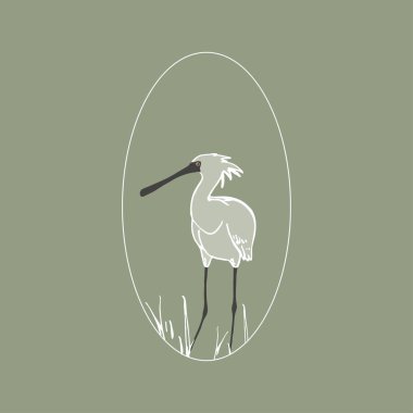 Platalea.Wading kuşu. Güney Kore kuşları. Beyaz, deniz kuşu. Threskiornithinae familyasından. Tüylü.