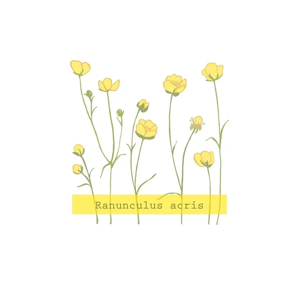 Ranunculus acris. Sarı kır çiçekleri. Küçük çiçek açan oyuz. Botanik illüstrasyon. Bitki bitkisi.