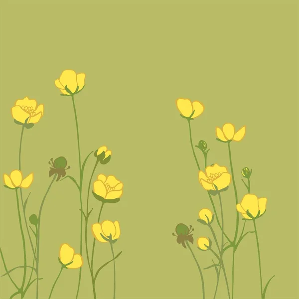 Ranunculus acris. Sarı kır çiçekleri. Küçük çiçek açan oyuz. Botanik illüstrasyon. Bitki bitkisi.