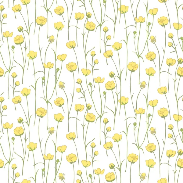 Ranunculus acris. Sarı kır çiçekleri. Küçük çiçek açan oyuz. Botanik illüstrasyon. Bitki bitkisi.
