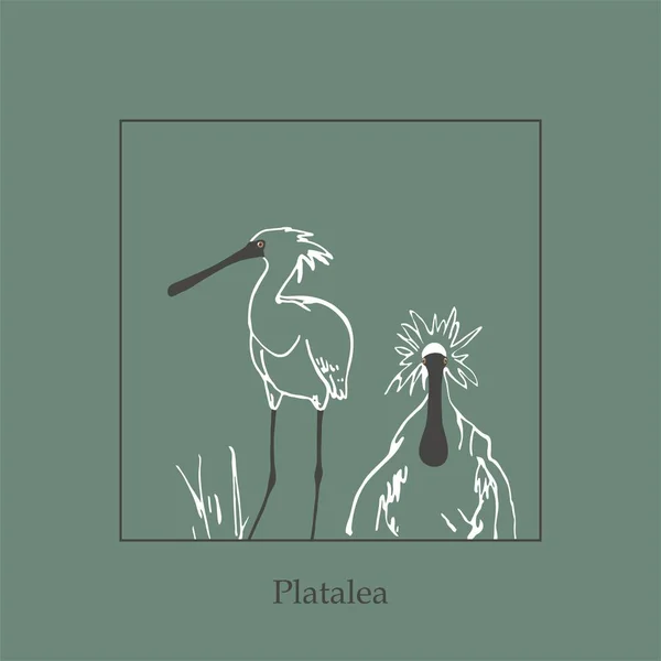 Platalea Дитячий Птах Птахи Південної Кореї Білий Морський Птах Family — стоковий вектор