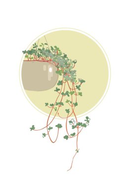 Pilea tövbe ediyor. Ev için askıda bitkiler. Küçük yaprakları ile dekorasyon için Bitkiler. İç mekan çiçekleri. Asma Saksı Bitkileri.