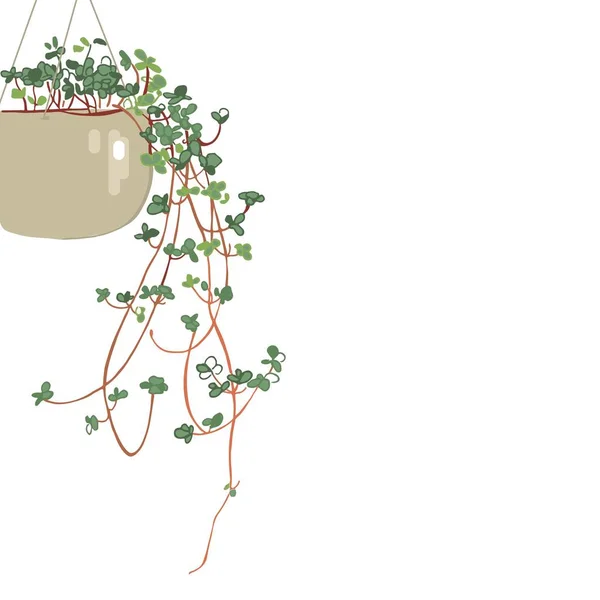 Pilea Repens Suspended Plantes Pour Maison Plantes Pour Décoration Avec — Image vectorielle
