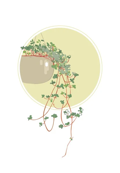 Pilea Repens Suspended Plantas Para Hogar Plantas Para Decoración Con — Archivo Imágenes Vectoriales