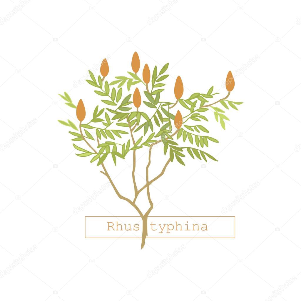 Tree sumac.Ripe berries of this tree, for oriental spices. Rhus - garden decoration. Botanical illustration