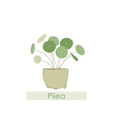 Pilea, ne kadar iyi. Houseplants. Saksıda saksı. Yuvarlak yapraklar. Sulu sulu