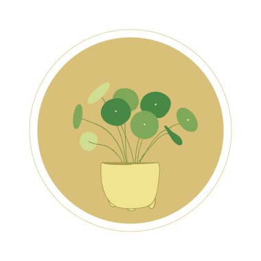 Pilea, ne kadar iyi. Houseplants. Saksıda saksı. Yuvarlak yapraklar. Sulu sulu