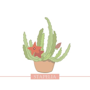 Blooming Stapelia. Bir tencerede sulu. Houseplants. Botanik illüstrasyon. Çölden bir bitki. Tropikal kaktüsler.