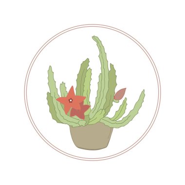 Blooming Stapelia. Bir tencerede sulu. Houseplants. Botanik illüstrasyon. Çölden bir bitki. Tropikal kaktüsler.