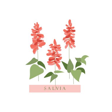 Salvia.Çiçek yatağı için kırmızı çiçekler. Bahçe çiçek yataklarında parlak bitkiler. Botanik illüstrasyon