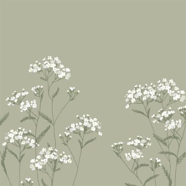 Achillea Millefolium. Beyaz, kır çiçekleri. İlaç fabrikası. Yabani çiçek. Botanik illüstrasyon.