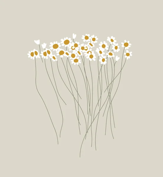 Een Boeket Minimalistische Madeliefjes Wilde Bloemen Zomerweideplanten Stijl Halverwege Eeuw Vectorbeelden