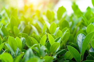 Bir arka plan olarak kullanarak doğal yeşil bitkiler manzara