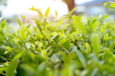 Bir arka plan olarak kullanarak doğal yeşil bitkiler manzara