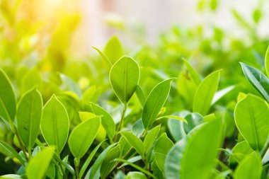 Bir arka plan olarak kullanarak doğal yeşil bitkiler manzara