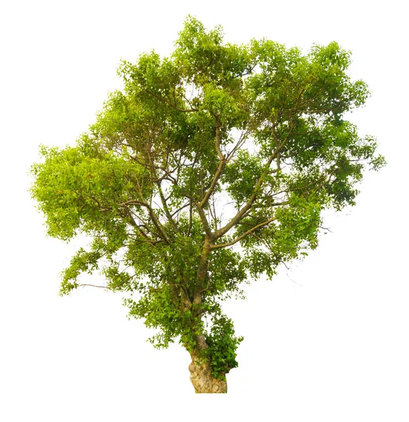 Alberi Isolati Sfondo Bianco Alberi Tropicali Isolati Utilizzati Progettazione Pubblicità — Foto Stock