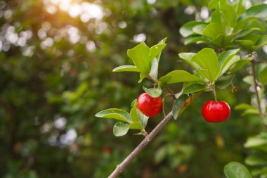 Taze organik Acerola kirazı. Tayland ya da Acerola kirazları ağaçta, C vitamini ve antioksidan meyveleri..                                