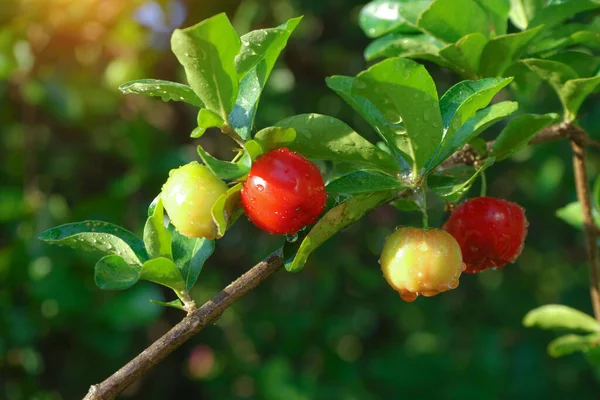 Taze organik Acerola kirazı. Tayland ya da Acerola kirazları ağaçta, C vitamini ve antioksidan meyveleri..                                