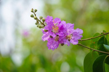Lagerstroemia loudonii çiçeği veya Lagerstroemia floribunda. Güzel çiçek açan pembe-morumsu-beyaz çiçekler, aydınlık sabaha karşı..                               
