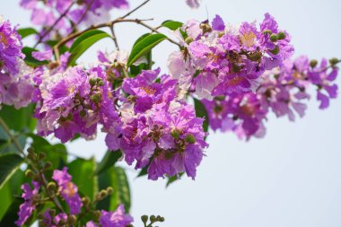 Lagerstroemia loudonii çiçeği veya Lagerstroemia floribunda. Güzel çiçek açan pembe-morumsu-beyaz çiçekler, aydınlık sabaha karşı..                               