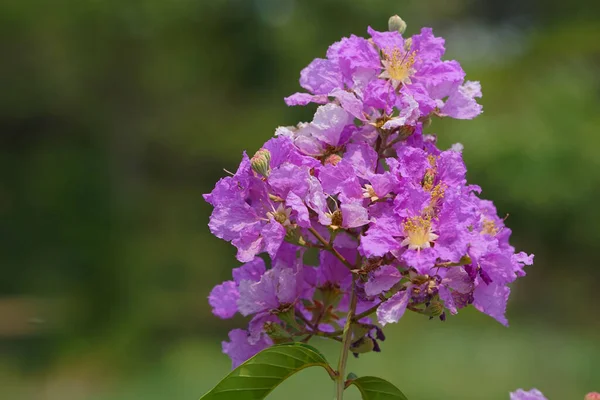 Lagerstroemia Loudonii Flower Lagerstroemia Floribunda Belle Floraison Rose Violet Blanc — Photo
