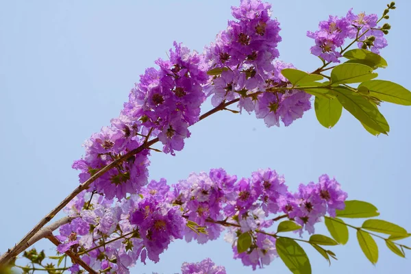 Lagerstroemia Loudonii Flower Lagerstroemia Floribunda Beautiful Blooming Pink Purplish White — Stock Photo, Image