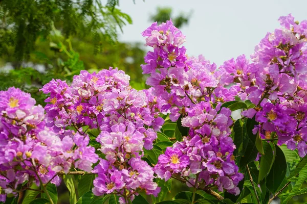 Lagerstroemia Loudonii Flower Lagerstroemia Floribunda Beautiful Blooming Pink Purplish White — Stock Photo, Image