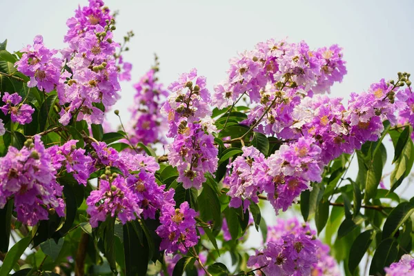 Lagerstroemia Loudonii Flower Lagerstroemia Floribunda Beautiful Blooming Pink Purplish White — Stock Photo, Image