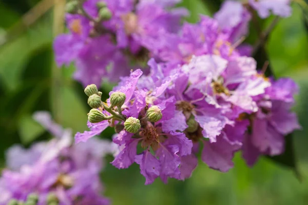 Lagerstroemia Loudonii Çiçeği Veya Lagerstroemia Floribunda Güzel Çiçek Açan Pembe — Stok fotoğraf