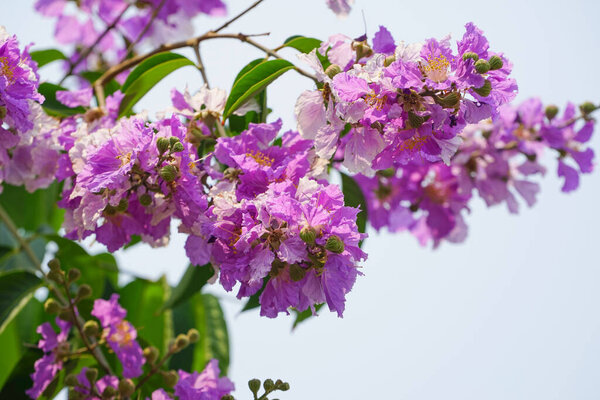 Lagerstroemia loudonii flower or Lagerstroemia floribunda. Beautiful blooming pink-purplish-white blooming flowers on the against the bright morning.                               