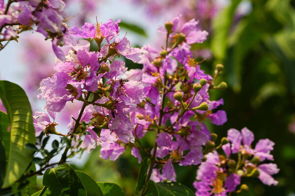 Lagerstroemia loudonii flower or Lagerstroemia floribunda. Beautiful blooming pink-purplish-white blooming flowers on the against the bright morning.                                