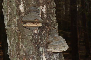 lehçe ormanda ağaç üzerinde parantez mantar