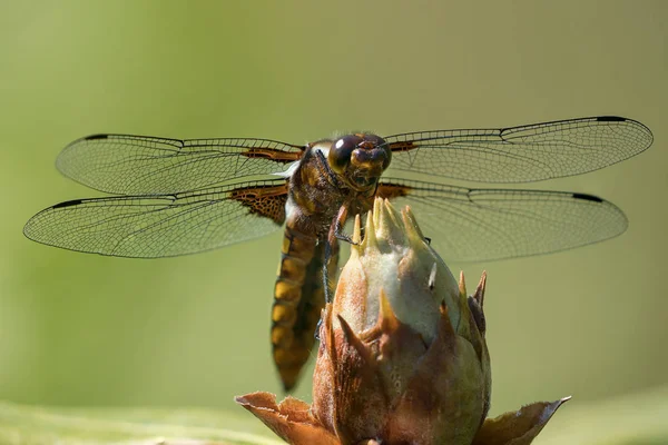 Broad Chader Corposo Darter Visto Dal Lato Della Pancia Seduto — Foto Stock