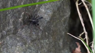 Makro video küçük kurt örümcek Kur dans koyu gölgeli kadın etkilemek için