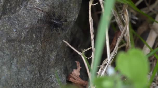 Makrovideo Einer Kleinen Wolfsspinne Die Versucht Das Weibchen Mit Balztanz — Stockvideo