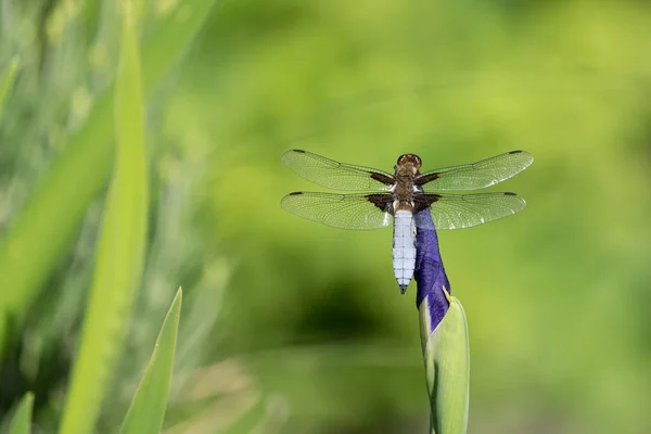 Broad Bodied Chaser Darter Seen Back Sitting Bud Blue Iris — Stock Photo, Image