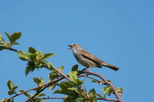 Singing Dunnuch Wit Bico Largo Aberto Sentado Ramo Virado Para — Fotografia de Stock