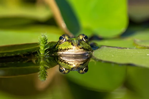 Frontansicht Eines Grünen Frosches Einem Teich Mit Guter Reflexion Wasser lizenzfreie Stockbilder