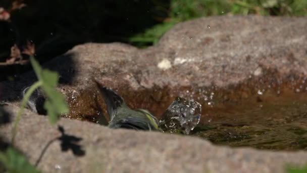 Söt Unga Blå Fågel Bad Ett Litet Fågelbad Med Fontän — Stockvideo