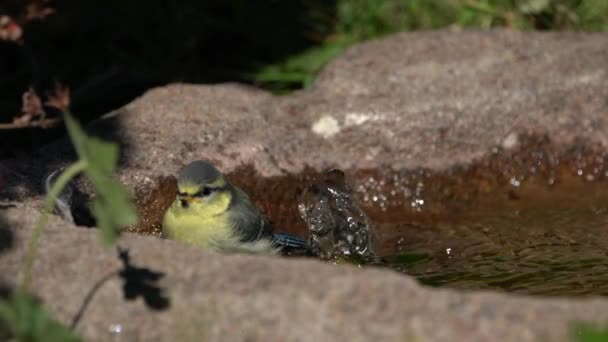 Aranyos Fiatal Kék Madár Élvezi Fürdés Egy Kis Birdbath Szökőkút — Stock videók