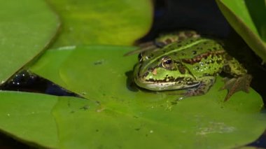 Bir Nilüfer yaprağı oturan ön görülen Avrupa yeşil kurbağa etrafında döner ve uzak yüzüyor
